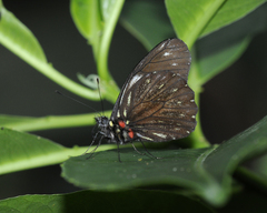 Catasticta ctemene
