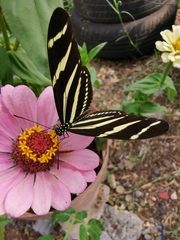 Heliconius charithonia vazquezae