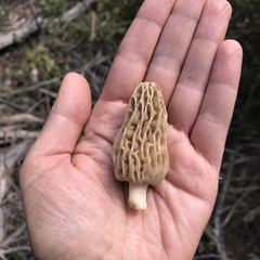 Morchella tridentina
