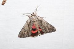 Catocala coccinata