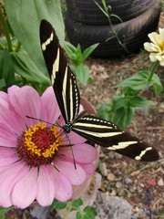 Heliconius charithonia vazquezae
