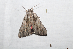 Catocala coccinata