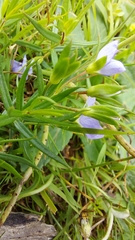 Veronica gracilis