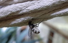 Entomophthora