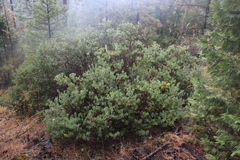 Arctostaphylos canescens