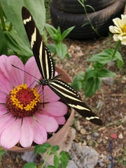 Heliconius charithonia vazquezae