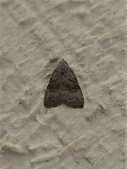 Tolpiodes oligolasia