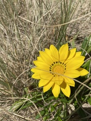Gazania rigens