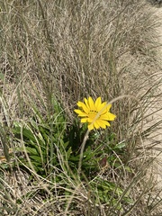 Gazania rigens