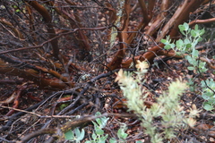 Arctostaphylos canescens