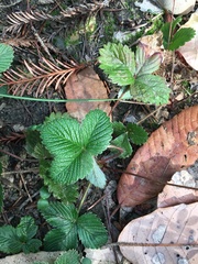 Fragaria vesca