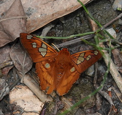 Myscelus phoronis