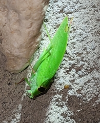 Phylloptera