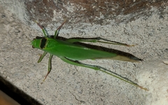 Phylloptera