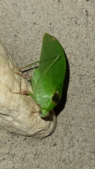Phylloptera