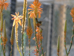 Amazilis amazilia