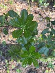 Pittosporum