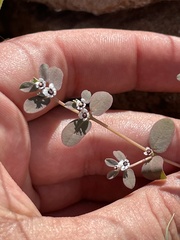 Euphorbia pediculifera