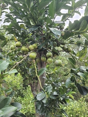 Diospyros maritima