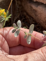Euphorbia pediculifera