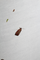 Evora hemidesma
