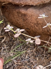 Euphorbia pediculifera