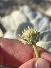 Encelia palmeri