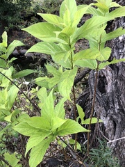 Mandevilla foliosa