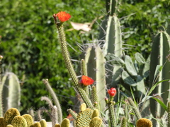Corryocactus erectus