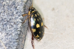 Thermonectus marmoratus