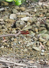 Neurothemis taiwanensis