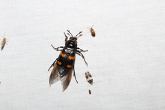 Nicrophorus orbicollis