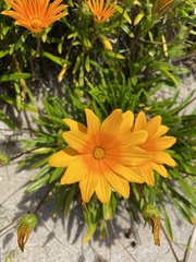 Gazania rigens