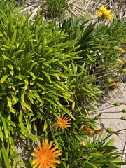 Gazania rigens