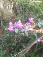 Grona heterocarpos