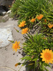 Gazania rigens
