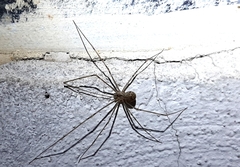 Physocyclus globosus