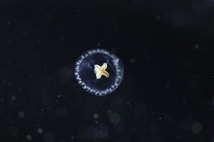 Proboscidactyla flavicirrata