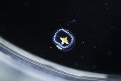 Proboscidactyla flavicirrata