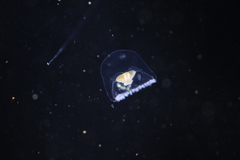 Proboscidactyla flavicirrata