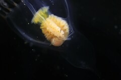 Hyperiidae