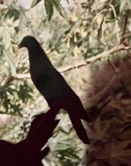 Patagioenas leucocephala