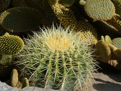 Kroenleinia grusonii