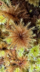 Hypnodendron