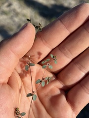 Euphorbia vizcainensis