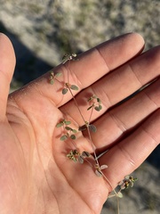 Euphorbia vizcainensis