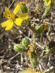 Deinandra paniculata