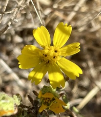 Deinandra paniculata