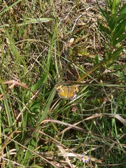 Phyciodes phaon