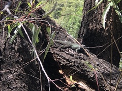 Sceloporus grammicus